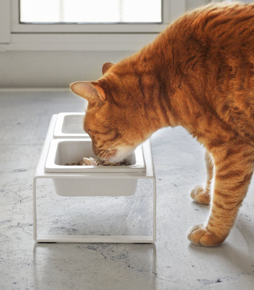 Pet Food Bowl - Tall - Steel + Ceramic